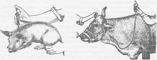 Внутримышечное введение Рис. 11 Внутривенное введение лекарственных растворов