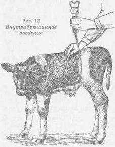 Внутрибрюшинное введение