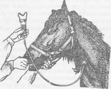 Рис. 13 Внутпритрахеалъное введение