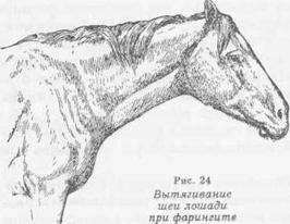 Вытягивание шеи лошади при фарингите