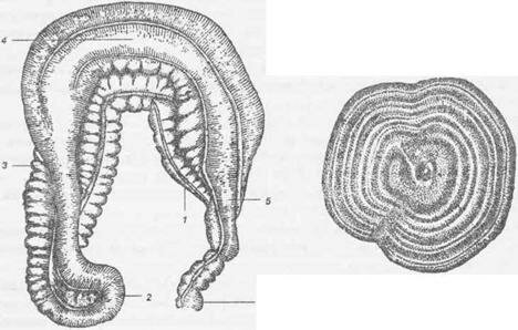 Рис. 62 Большая ободочная кишка лошади сверху I — правый нижний столб; 2 — тазовый изгиб; 3 — левый нижний столб; 4 — верхний поперечный столб; 5 — начало малой ободочной кишки; 6 — малая ободочная кишка.