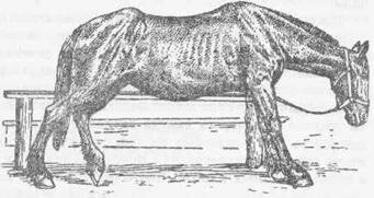 Колики, у лошади. Спутывание тонкой кишки