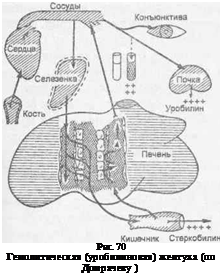 Рис. 70 Гемолитическая (уробилиновая) желтуха (по Домрачеву )