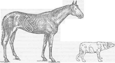 Рис. 73 Увеличение области печеночного притупления справа при циррозе печени у собаки