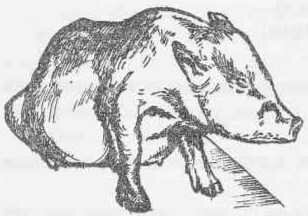 Рис. 75 Поросенок с асцитом