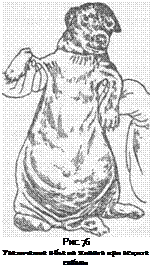 Рис. 76 Увеличение объема живота при асците собаки