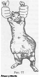 Асцит у кошки