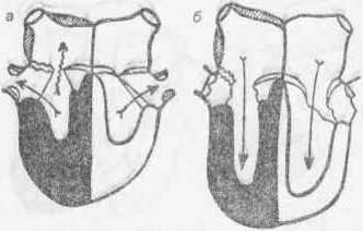 Рис. 110 Схема сердца при недостаточности трехстеорчатого клапана: а — систола; б — диастола.