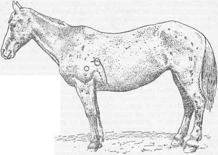 Рис. 113 Увеличение сердечного притупления у лошади при расширении сердца вследствие сердечной недостаточности