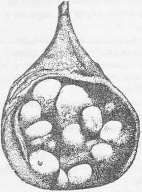 Рис. 130 Мочевой пузырь собаки, наполненный мочевыми камнями