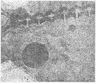 Рис. 131 Мочевые камни в мочевом пузыре и в почке собаки (рентген)