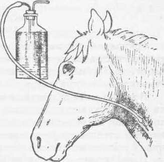 Рис. 132 Интрабенозное аливание растворив