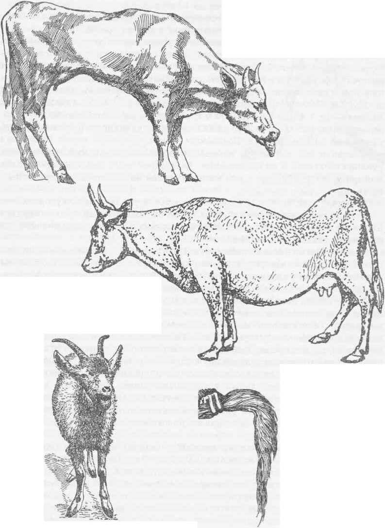 Рис. 150-152              Рис. 152