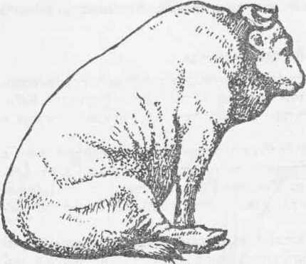 Поза сидящей собаки у быка при марганцевой недостаточности Рис. 156