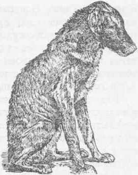 Рис. 161 Сахарный диабет у собаки