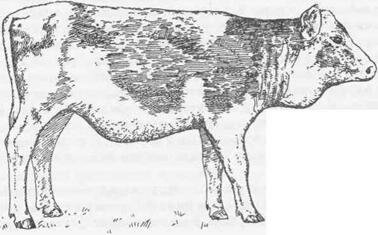 Рис.162 Двухсторонний зоб у теленка в возрасте 8 месяцев