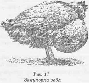 Закупорка зоба