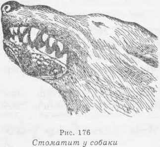 Стоматит у собаки