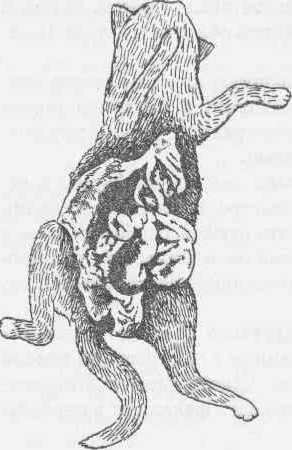 Рис. 178 Непроходимость в толстом, отделе кишечника (копростаз) у кошки