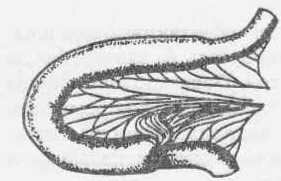 Рис. 179 Инвагинация тонкой кишки у собаки