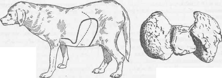 Рис. 180 Смещение границы печени при ее циррозе у собак