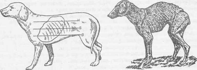 Рис. 182 Поле перкуссии легких у здоровой собаки (цифрами обозначены номера ребер) Рис. 183 Западение межреберий у собаки при бронхиальной астме