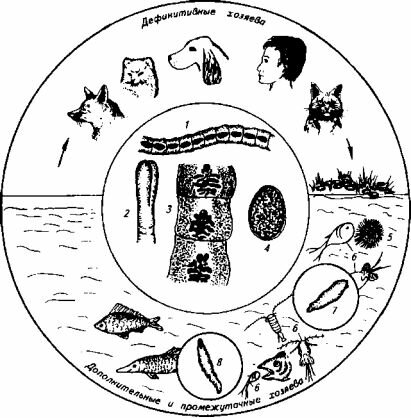 Биология развития D. latum