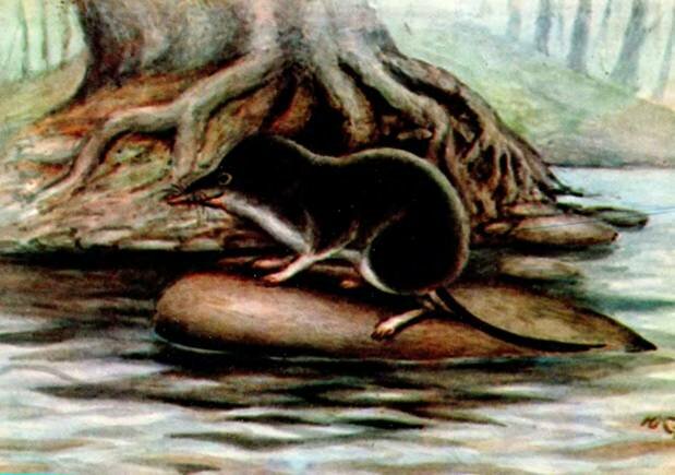 МАЛАЯ КУТОРА Neomys anomalus Cabrera