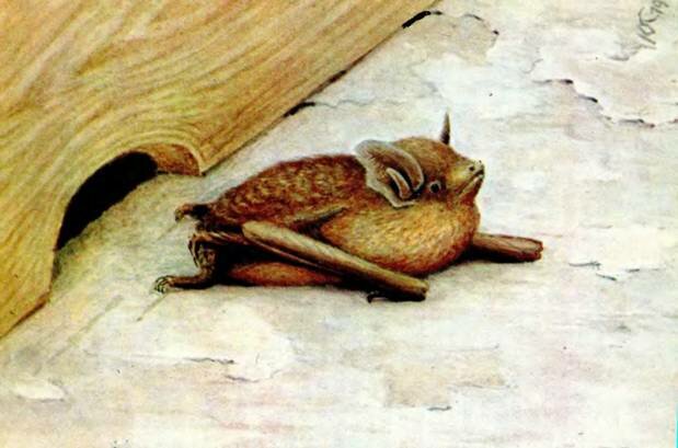 ТРЕХЦВЕТНАЯ НОЧНИЦАMyotis emarginatus Geoffroy