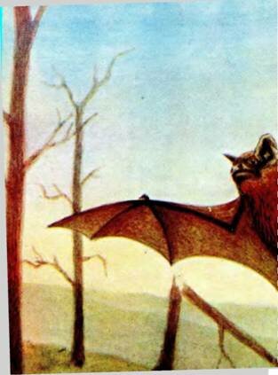  Nyctalus leisleri Kiihl