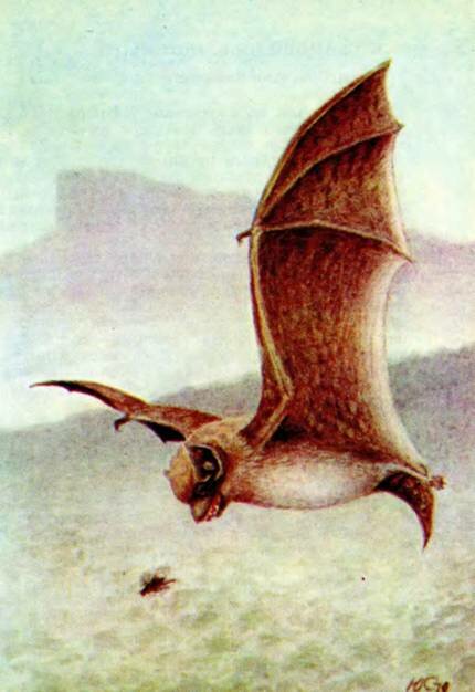  Pipistrellus kiihli Natterer