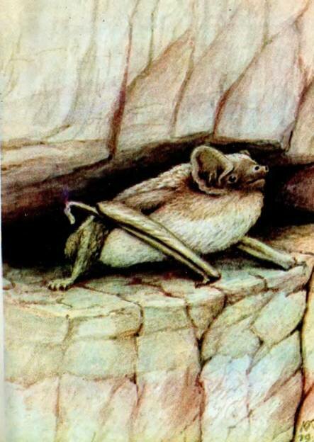 ДВУХЦВЕТНЫЙ КОЖАНVespertilio murinus L