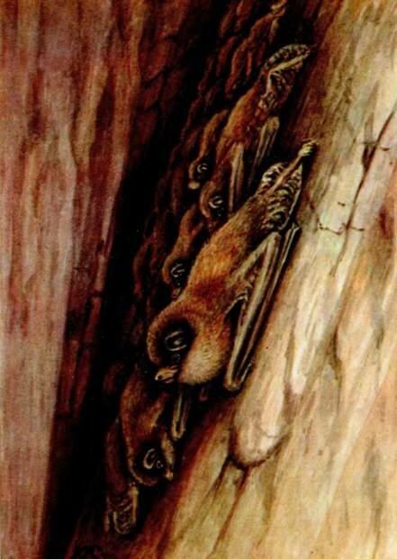  Miniopterus schreibersi Kiihl