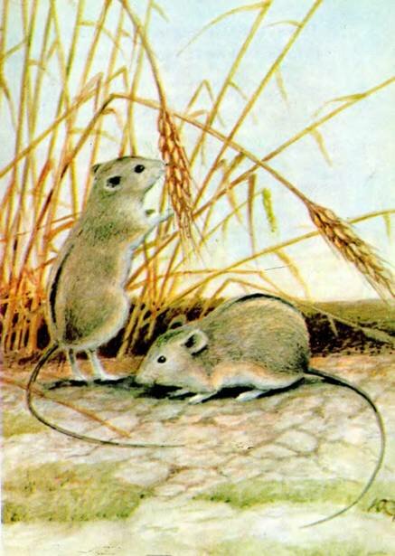  Sicista subtilis Pallas