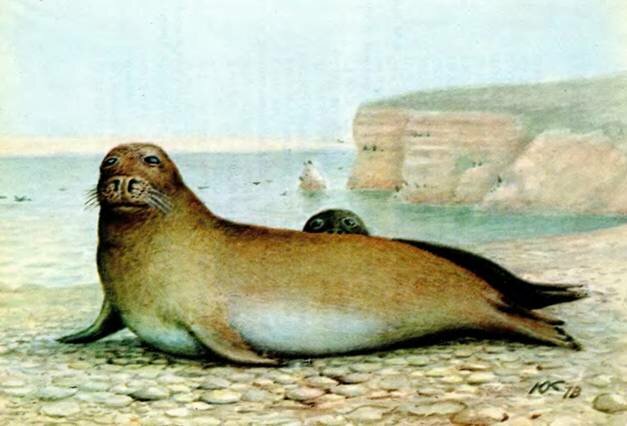 -Monachus monachus Hermann