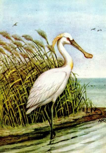 КОЛПИЦАPlatalea leucorodia L.