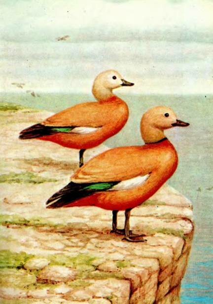 ОГАРЬTadorna ferruginea Pall.