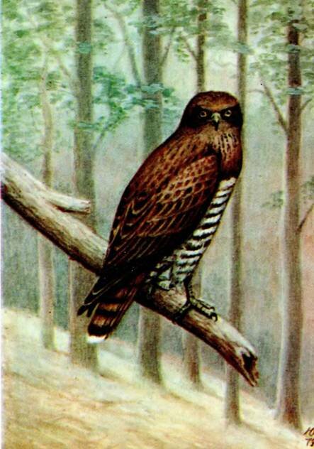 Circaetus gallicus Gm.