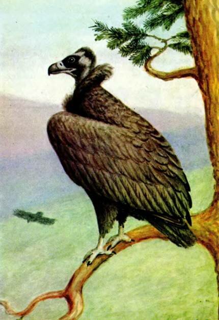 ЧЕРНЫЙ ГРИфAegypius monachus L.