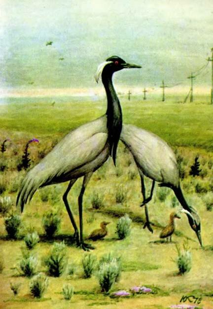 -Anthropoides virgo L.