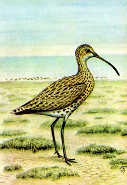  Numenius tenuirostris Vieill.