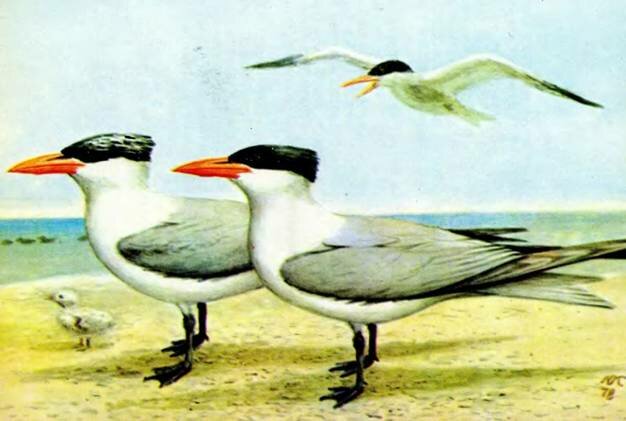 ЧЕГРАВАHydroprogne caspia Pall.