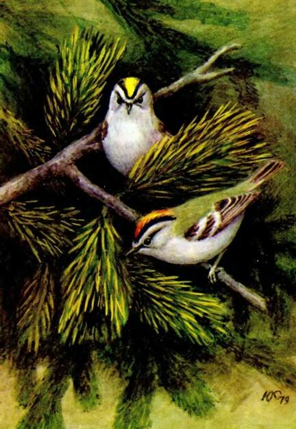  Regulus ignicapillus Temm.