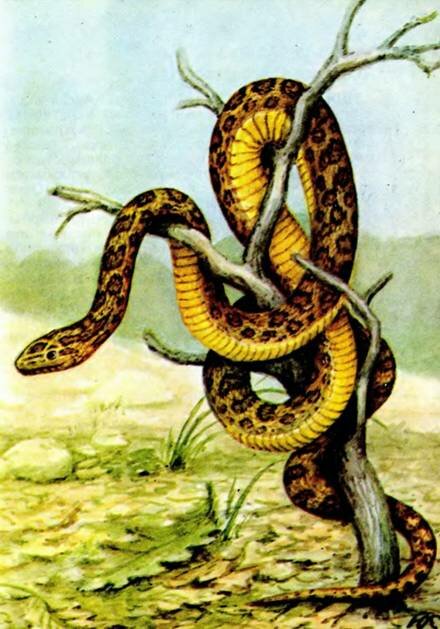 ЧЕТЫРЕХПОЛОСЫЙ ПОЛОЗElaphe quatuorlineata Lacep.