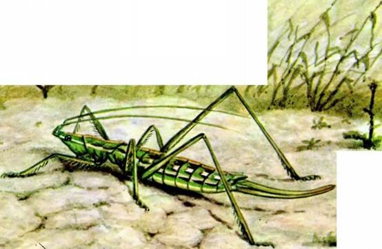 ДЫБКА СТЕПНАЯSaga pedo Pall.