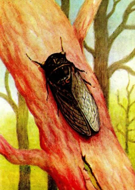 ОБЫКНОВЕННАЯ ЦИКАДАTibecen plebeja Scop.