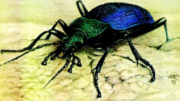   Carabus scabrosus Ol.