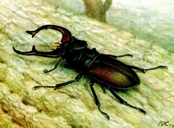 -Lucanus cervus L.
