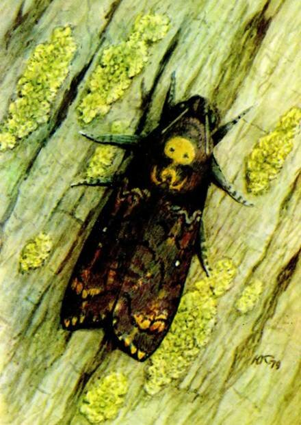  Deilephila atropos L.