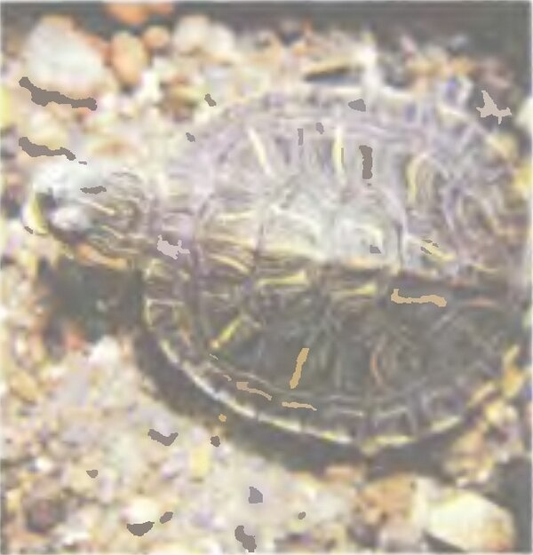 Пресноводная черепаха.